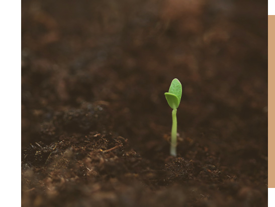 SEMILLAS PARA PRADERAS